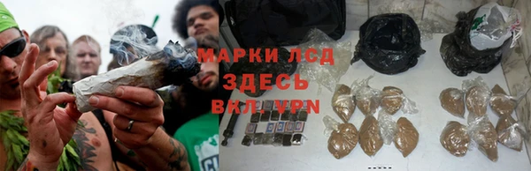 прущие грибы Бородино